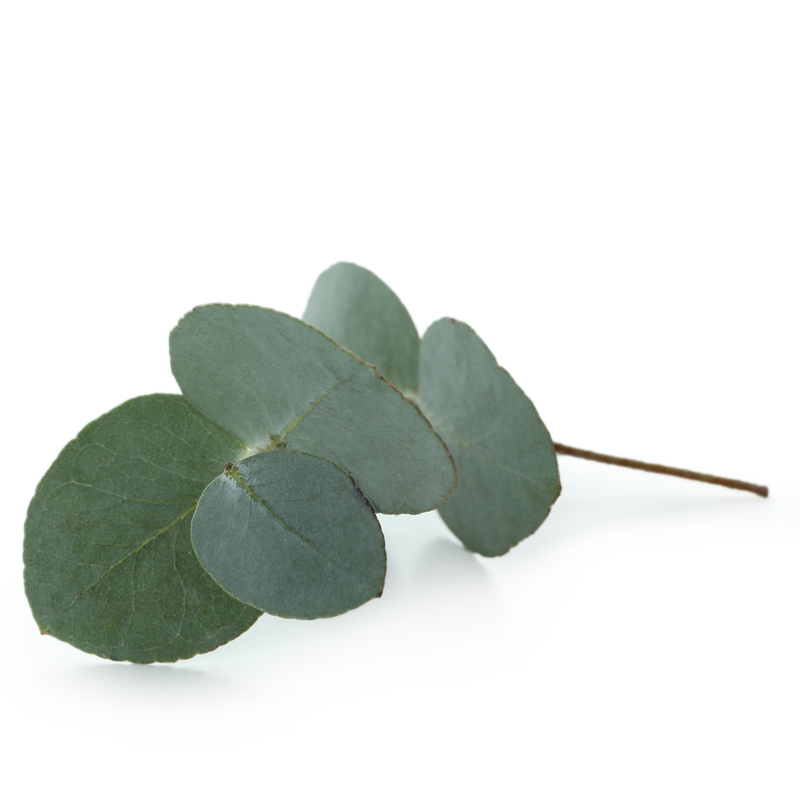Eucalipto: Antiséptico de vías respiratorias.