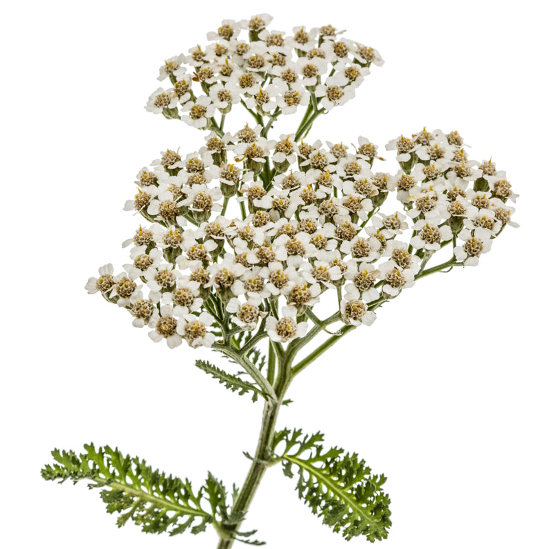 Milenrama (Achilea Milefolium): Planta principal con propiedades antihemorrágicas y cicatrizantes.