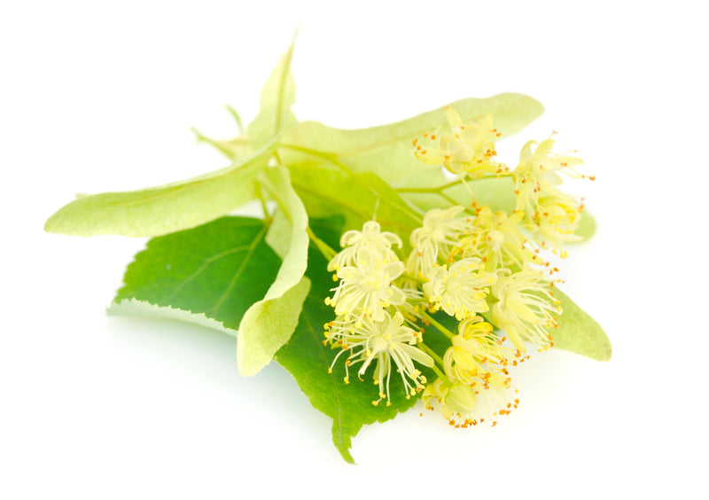 Tilo (Tilia platyphyllos): Calma la inflamación