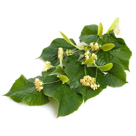 Tilo (Tilia platyphyllos)