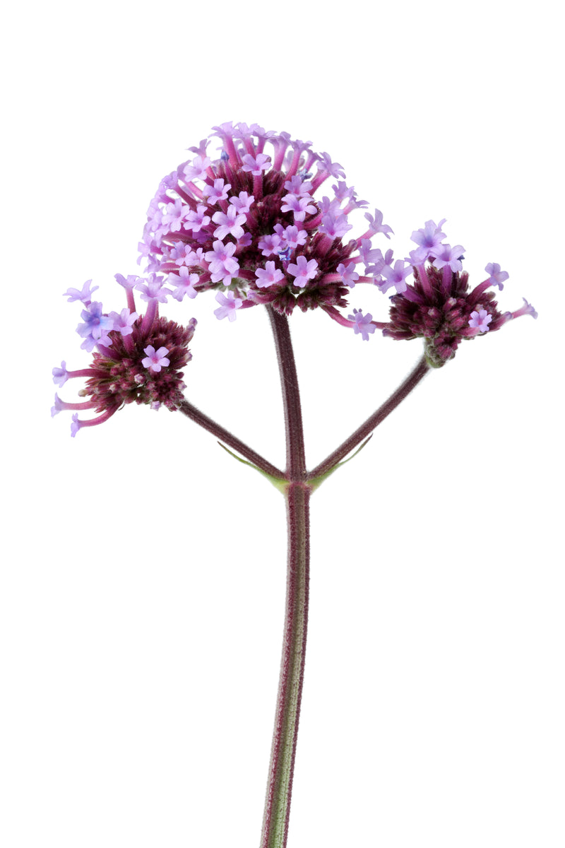 Verbena (Verbena ocinalis)