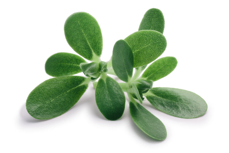 Verdolaga (Portulaca oleracea): Combate infecciones bacterianas