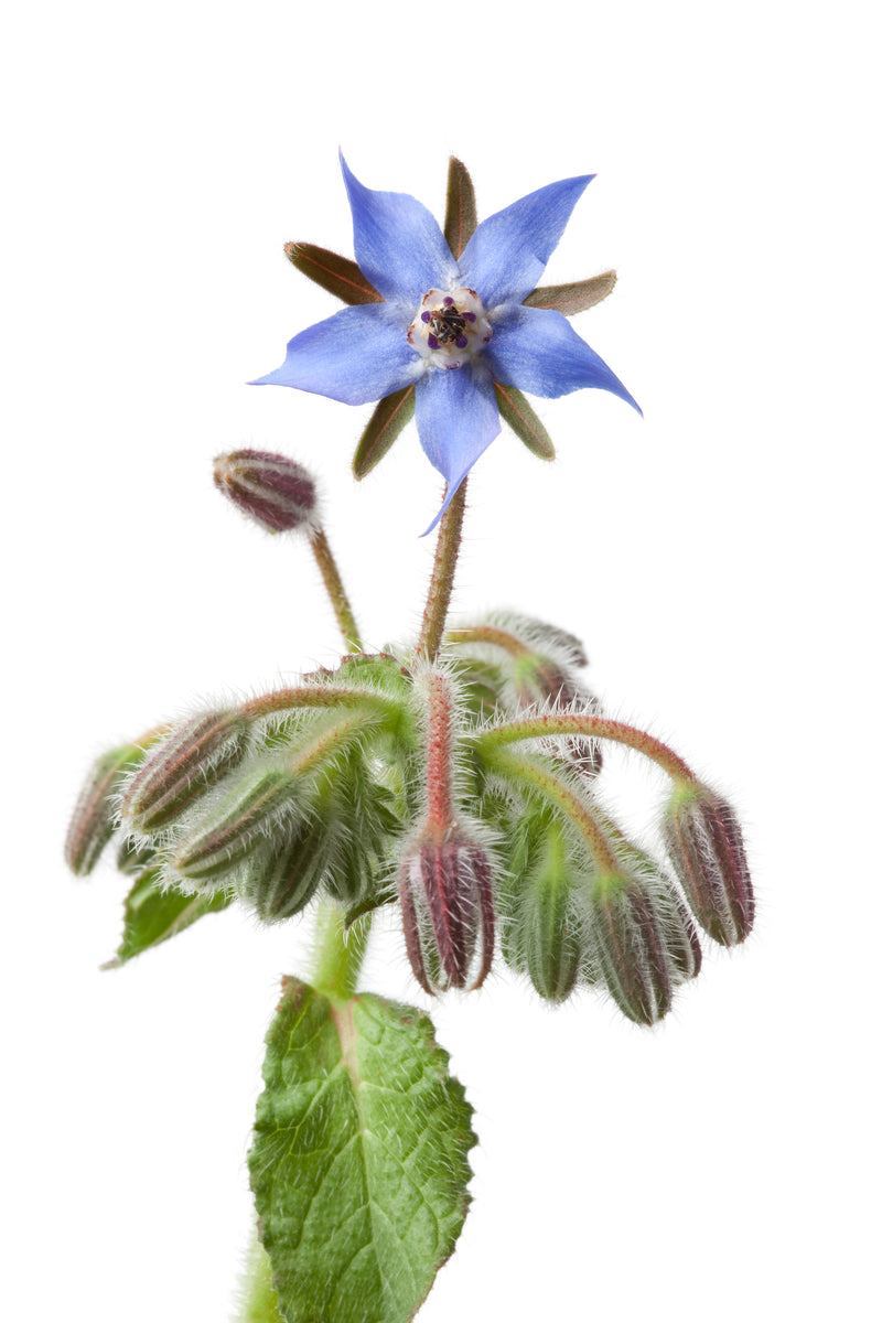 Borraja (Borago ocinalis)