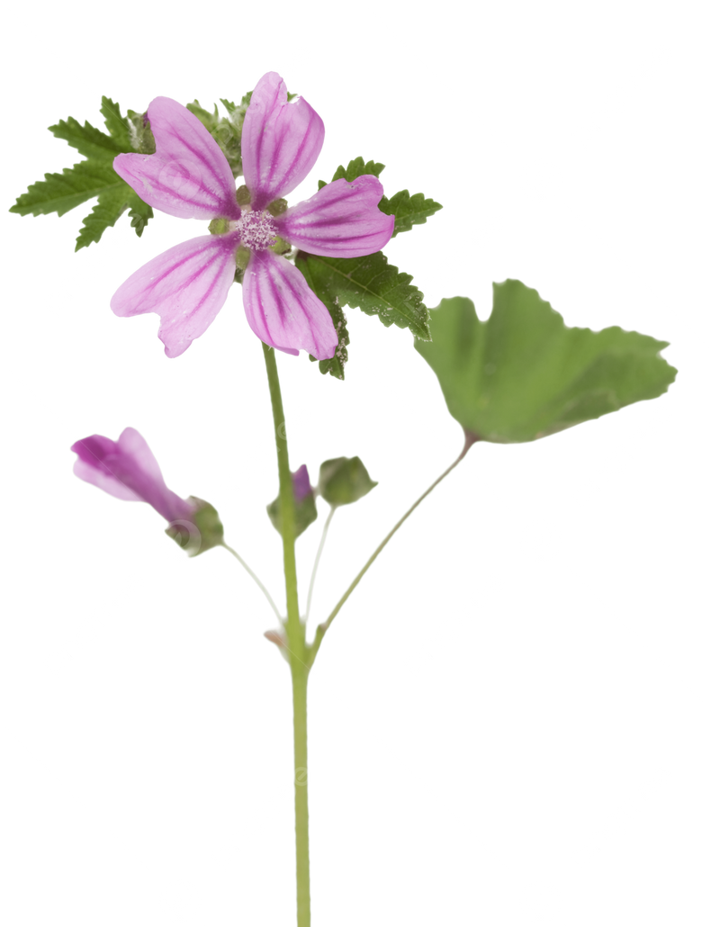 Malva
(Malva sylvestris)